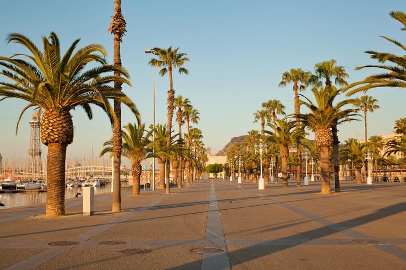 Barcelona beach and palms at sunrise
